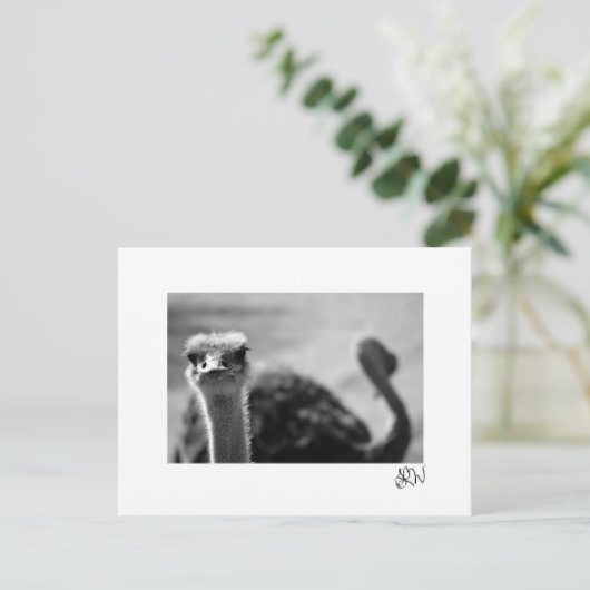 Ostrich Vragen Briefkaart (Staand voorkant)