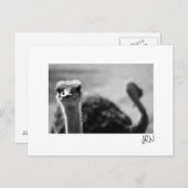 Ostrich Vragen Briefkaart (Voorkant / Achterkant)
