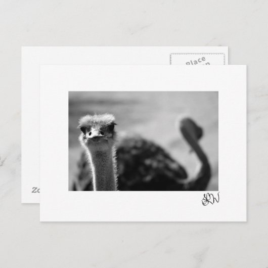 Ostrich Vragen Briefkaart (Voorkant / Achterkant)