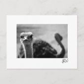 Ostrich Vragen Briefkaart (Voorkant)