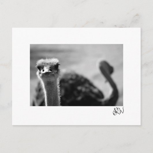 Ostrich Vragen Briefkaart (Voorkant)