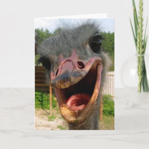 Ostrich What's Up Card Kaart