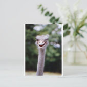 Ostrich Winking - Funny Briefkaart (Staand voorkant)