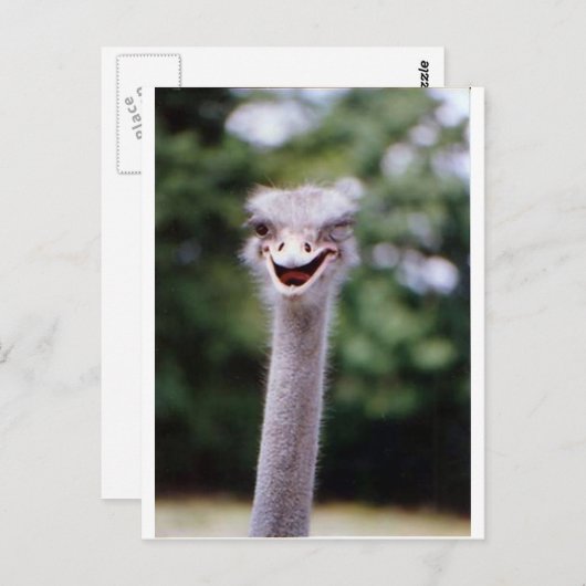 Ostrich Winking - Funny Briefkaart (Voorkant / Achterkant)