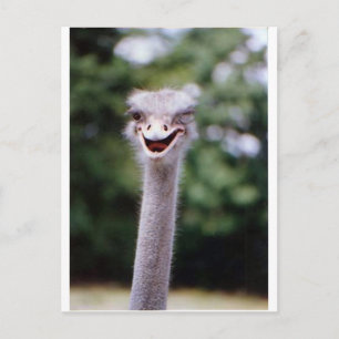Ostrich Winking - Funny Briefkaart