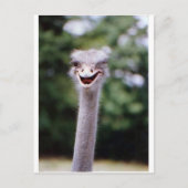Ostrich Winking - Funny Briefkaart (Voorkant)