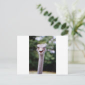 Ostrich Winking - Funny Briefkaart (Staand voorkant)