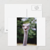 Ostrich Winking - Funny Briefkaart (Voorkant / Achterkant)
