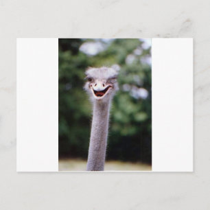 Ostrich Winking - Funny Briefkaart
