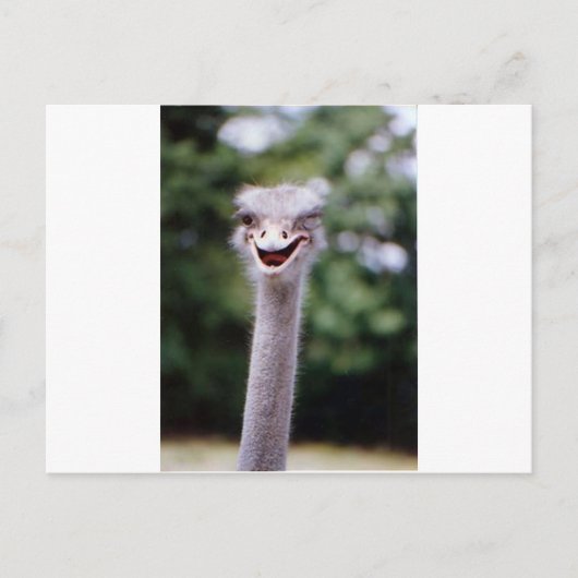 Ostrich Winking - Funny Briefkaart (Voorkant)