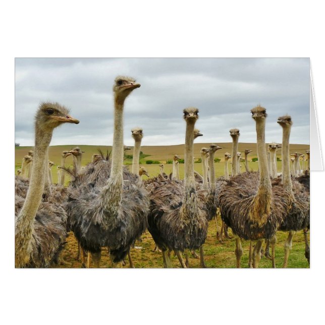 Ostriches (Voorkant Horizontaal)