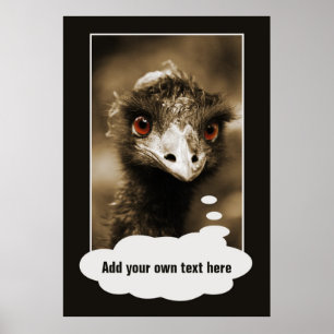 Ostriches Aangepast poster zoeken