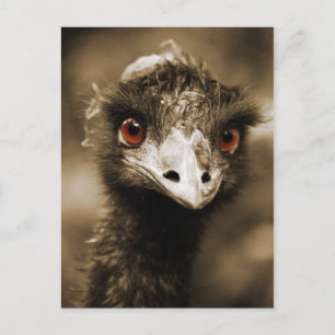 Ostriches briefkaart