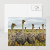 Ostriches Briefkaart (Voorkant / Achterkant)