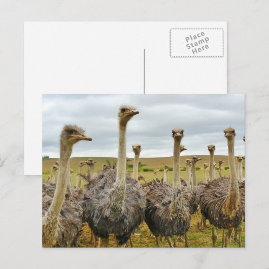 Ostriches Briefkaart (Voorkant / Achterkant)