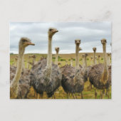 Ostriches Briefkaart (Voorkant)