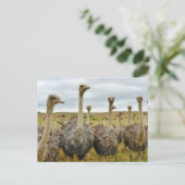 Ostriches Briefkaart (Staand voorkant)