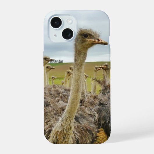 Ostriches iPhone 15 Case (Achterkant)