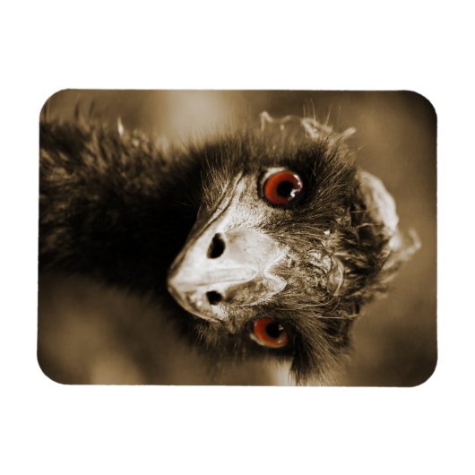 Ostriches Kijk magneet (Horizontaal)