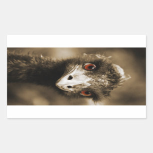 Ostriches Kijk stickers