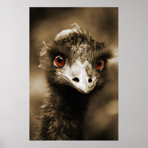 Ostriches poster