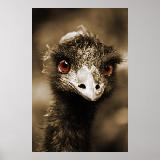 Ostriches poster (Voorkant)