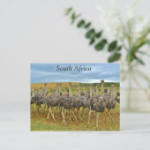 Ostriches Zuid-Afrika Briefkaart (Staand voorkant)