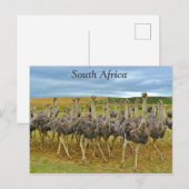 Ostriches Zuid-Afrika Briefkaart (Voorkant / Achterkant)