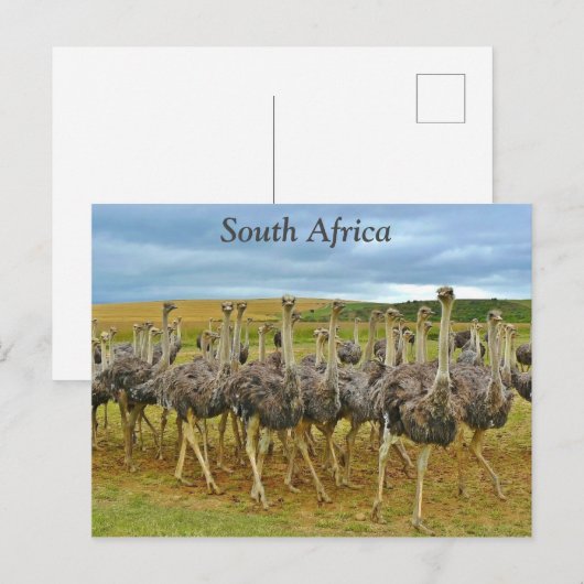 Ostriches Zuid-Afrika Briefkaart (Voorkant / Achterkant)