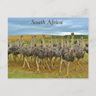 Ostriches Zuid-Afrika Briefkaart