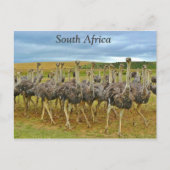 Ostriches Zuid-Afrika Briefkaart (Voorkant)
