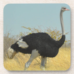 Ostrige uit voor een run drankjes onderzetter