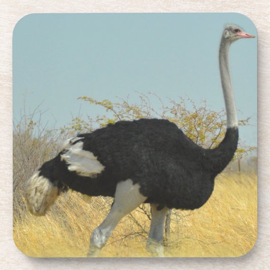 Ostrige uit voor een run drankjes onderzetter (Voorkant)