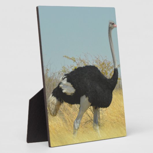 Ostrige uit voor een run fotoplaat (Zijkant)