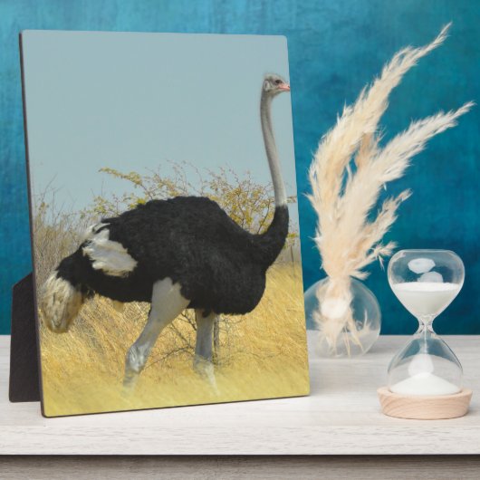 Ostrige uit voor een run fotoplaat (Zijkant)