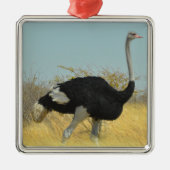 Ostrige uit voor een run metalen ornament (Voorkant)