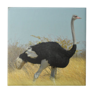 Ostrige uit voor een run tegeltje