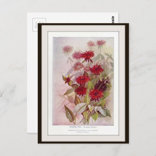Oswego-Tea Botanisch Vloeibaar Briefkaart (Voorkant / Achterkant)