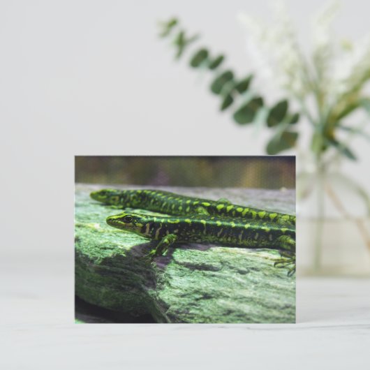 Otago Skink Briefkaart (Staand voorkant)