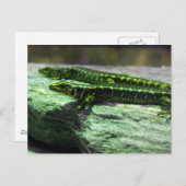 Otago Skink Briefkaart (Voorkant / Achterkant)