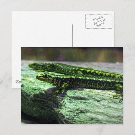 Otago Skink Briefkaart (Voorkant / Achterkant)