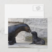 Otaria flavescens briefkaart (Voorkant / Achterkant)