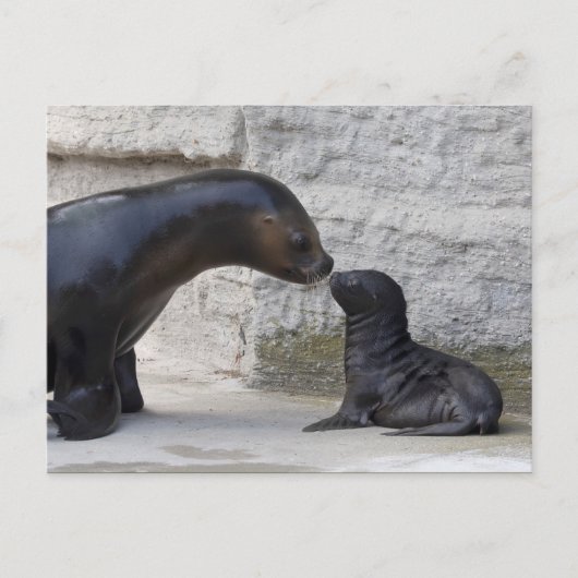 Otaria flavescens briefkaart (Voorkant)