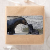 Otaria flavescens etiket (Insitu)