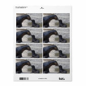 Otaria flavescens etiket (Full Sheet)