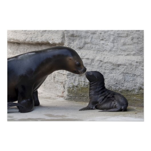 Otaria flavescens perfect poster (Voorkant)