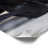 Otaria flavescens perfect poster (Hoek)