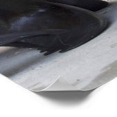 Otaria flavescens poster (Hoek)