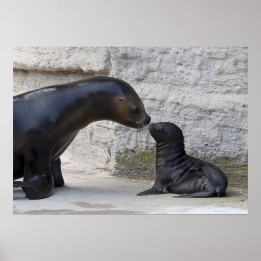 Otaria flavescens poster (Voorkant)