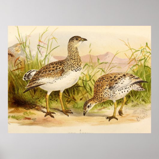 Otis Tetrax Illustratie Poster (Voorkant)